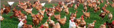Niveau de risque élevé pour l’influenza aviaire